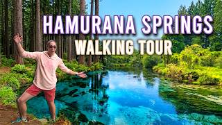 Hamurana Springs Rotorua - Travel Vlog New Zealand 4K Nature | Walking Video (Treadmill Scenery)