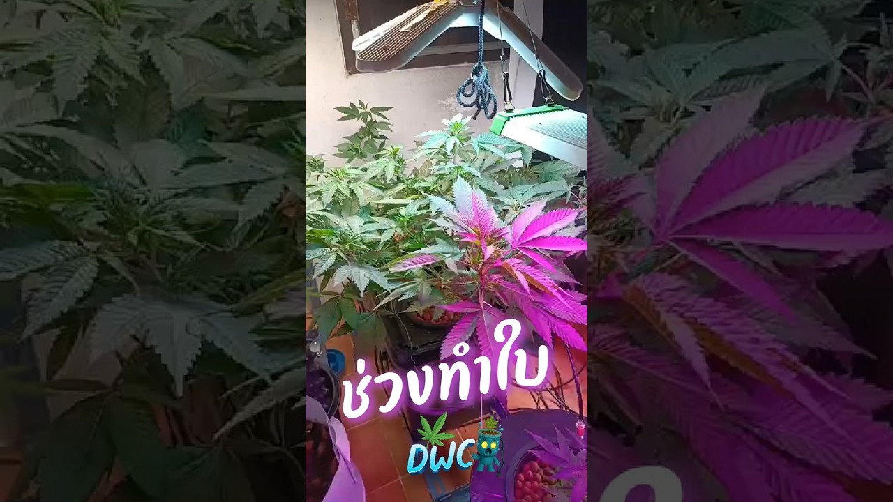 องทำ DWC ระบบ DIY  