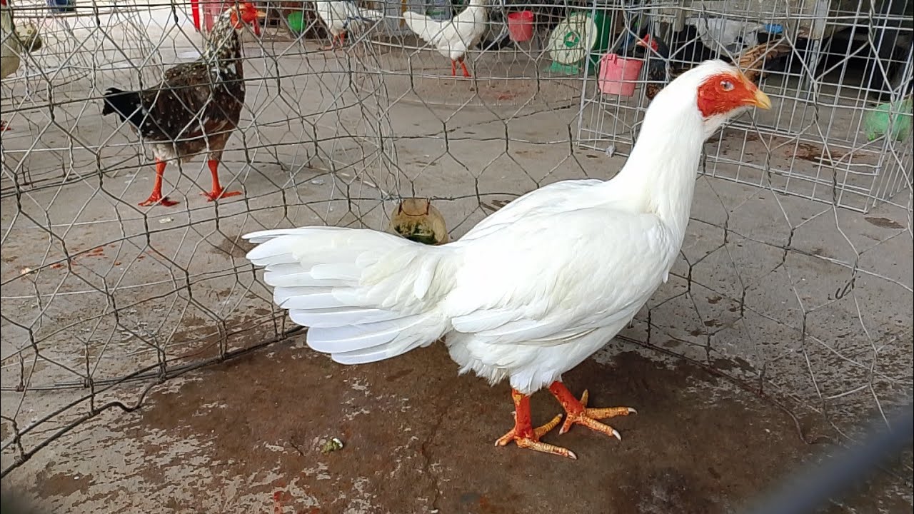 11/2 top 8 mái LH.@359.326.274