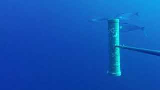 Dolphinfish