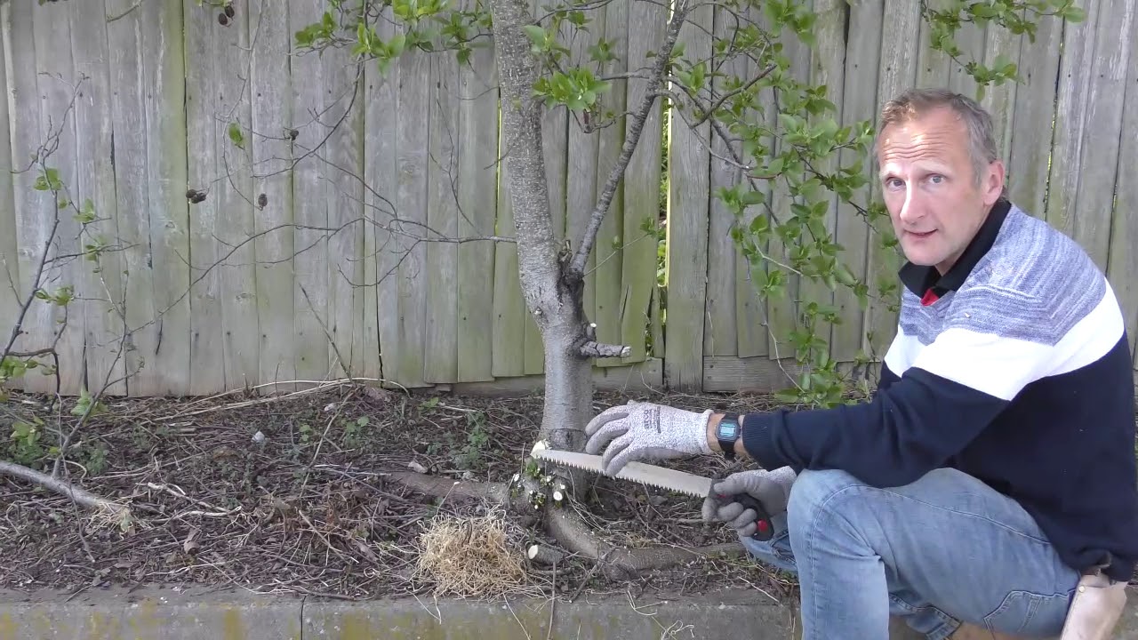 Tree pruning - YouTube