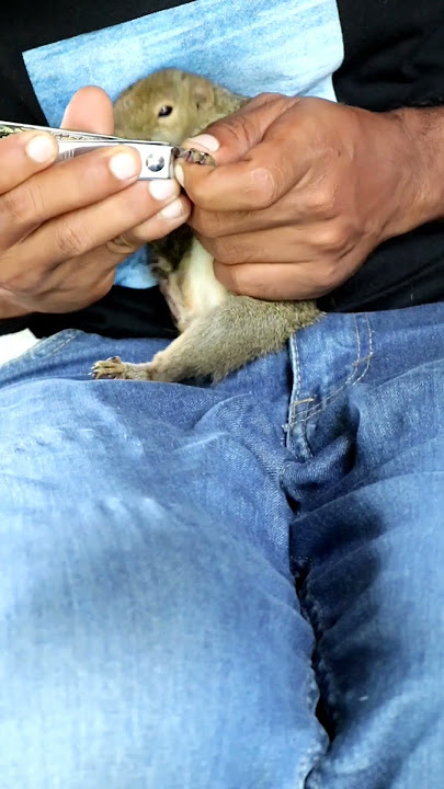 squirrel returns after a long absence