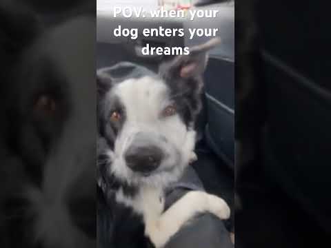 POV When Your Dog Enters Dreams
