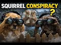 Squirrel Conspiracy 
