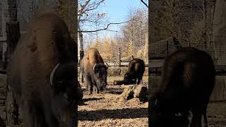 Two Large Bison Eating Up Hay 🦬🦬