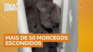 Morcegos são encontrados dentro de ar-condicionado