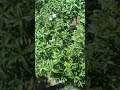Meet Jasmine flower plant who gave bloom from spring to November in tropical