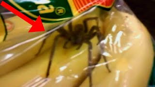 When The Brazilian Wandering Spider Attacks