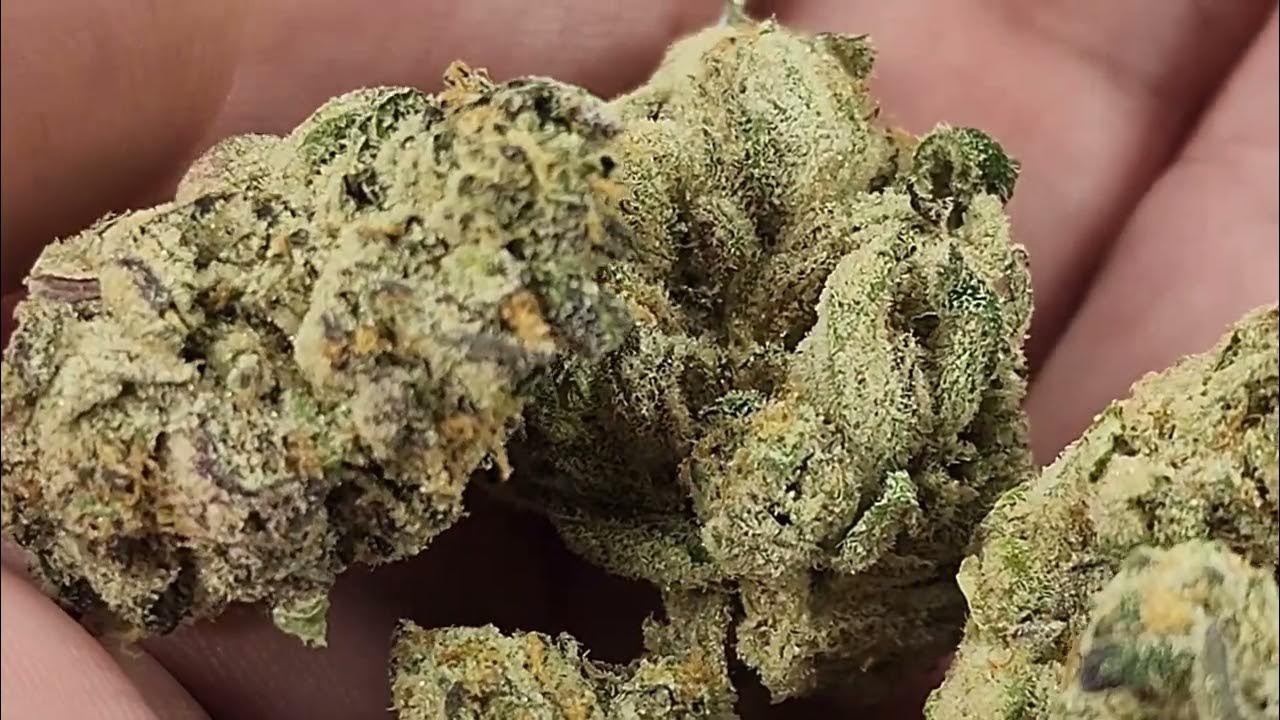 Torus Mint Milkshake Strain Review Seattle Washington Marijuana Buds