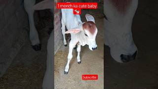 Cute Cow Baby