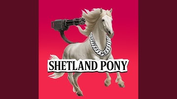 Shetland Pony