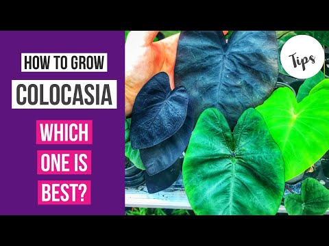 فيديو: أصناف Colocasia للمنطقة 6: اختيار آذان الفيل لحدائق المنطقة 6