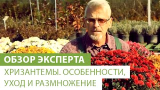 видео Кустовые хризантемы – фото сортов, посадка и уход за садовыми многолетними цветами