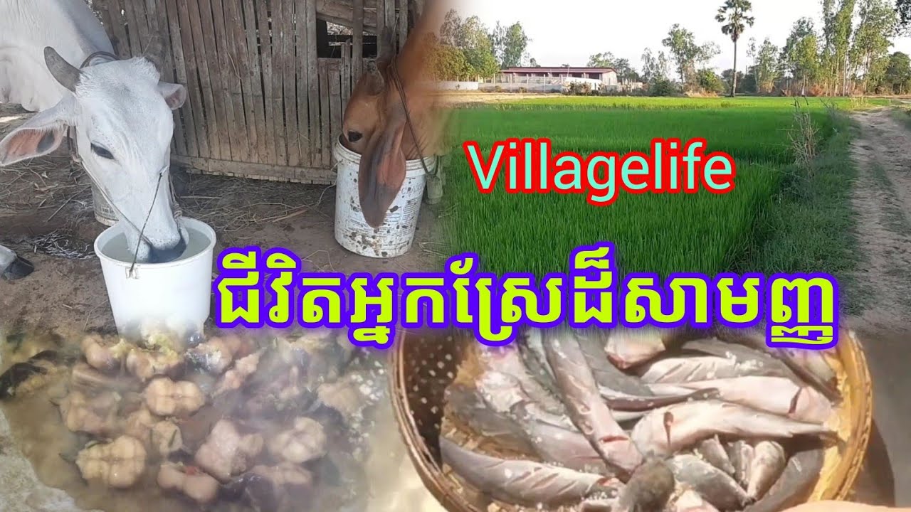 ជីវិតអ្នកស្រែដ៏សាមញ្ញ#villagelife 