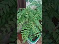 curry leaves plant