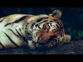No-Frame Tiger TV Art | Exotic Animal Wildlife Photography | TV Art Home Decor