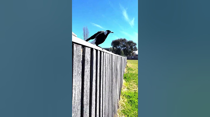 Magpies Flying Over a Fence to a Nursing Home#birds#magpies