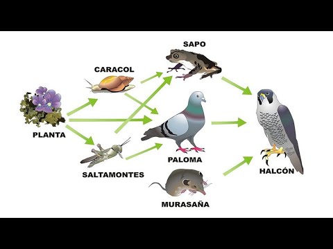 Vídeo: Diferencia Entre Bioacumulación Y Biomagnificación