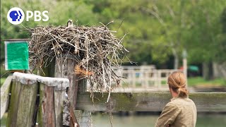 Making of 'Season of the Osprey'