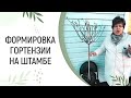 КАК СФОРМИРОВАТЬ ГОРТЕНЗИЮ НА ШТАМБЕ?