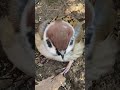 チュン太郎のお目々ぱちぱちまんまるお目々だった