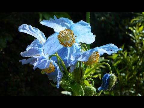 วีดีโอ: ดอกป๊อปปี้หิมาลัย (meconopsis)
