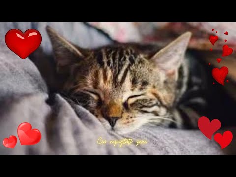 Videó: Tényleg nyávognak a macskák?
