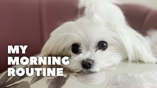 Rotina Matinal Maltesa Vídeo Engraçado Betty