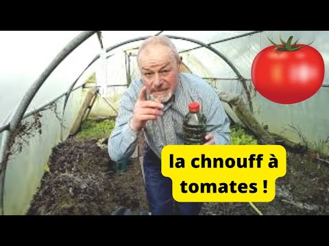 Vidéo: Options D'utilisation Des Fanes De Tomates