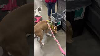 Otis and Dolly ham it up! #likeandsubscribe #dog #otis #angel #dolly #lowes #treats #friends #fun