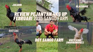 Raising Sango Farm Chickens