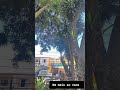 NATUREZA ❤️😍#natureza #shortvideo#vida #naturezaemfoco