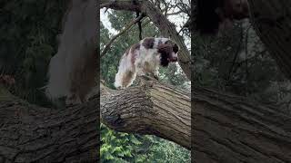 Dog Goes On Tree Climbing Adventure!