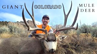 Giant Colorado Mule Deer Hunt