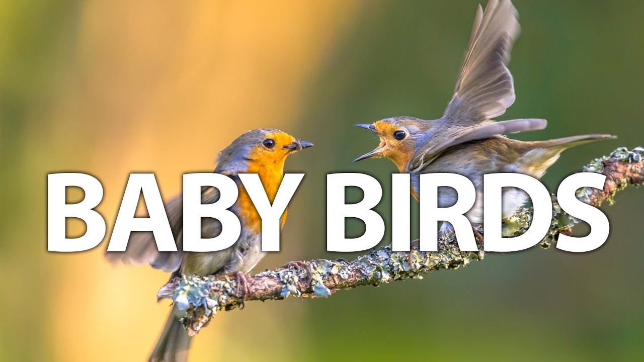 Bird in a Nest Feeding Adorable Baby Birds#nature #bird #animal # ...