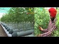 Best Hydroponic system in nominal cost | Made by Young Punjabi farmer