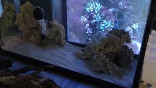 Coral Beauty and Eibli Angels