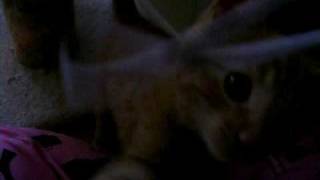 My New Kittens 9 1/2 weeks by JDACanimalblog 167 views 13 years ago 2 minutes, 44 seconds