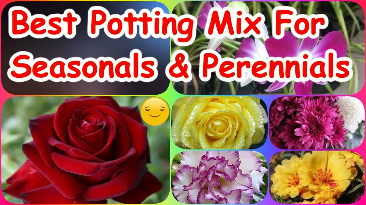 Best Potting Mix For Seasonals |Perennials|Succulents|Sun Loving|Fruits