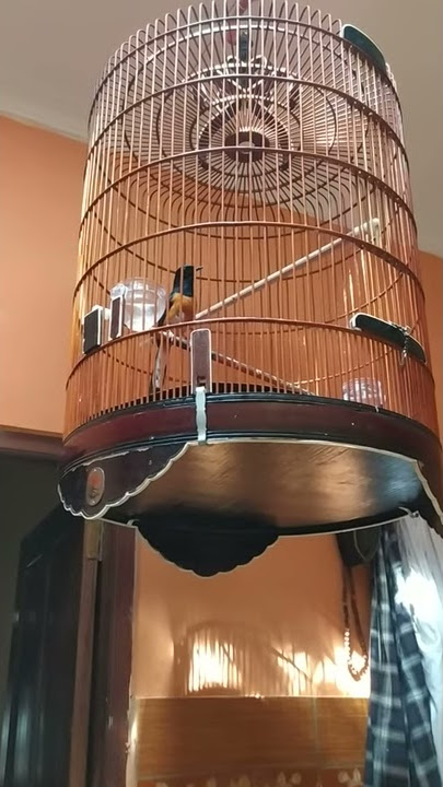 Murai Batu Gacor umur 5 bulan