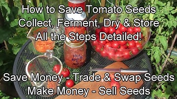 How to Collect Tomato Seeds from Fermentation to Storage - All the Steps: Save, Sell and Swap Seeds!