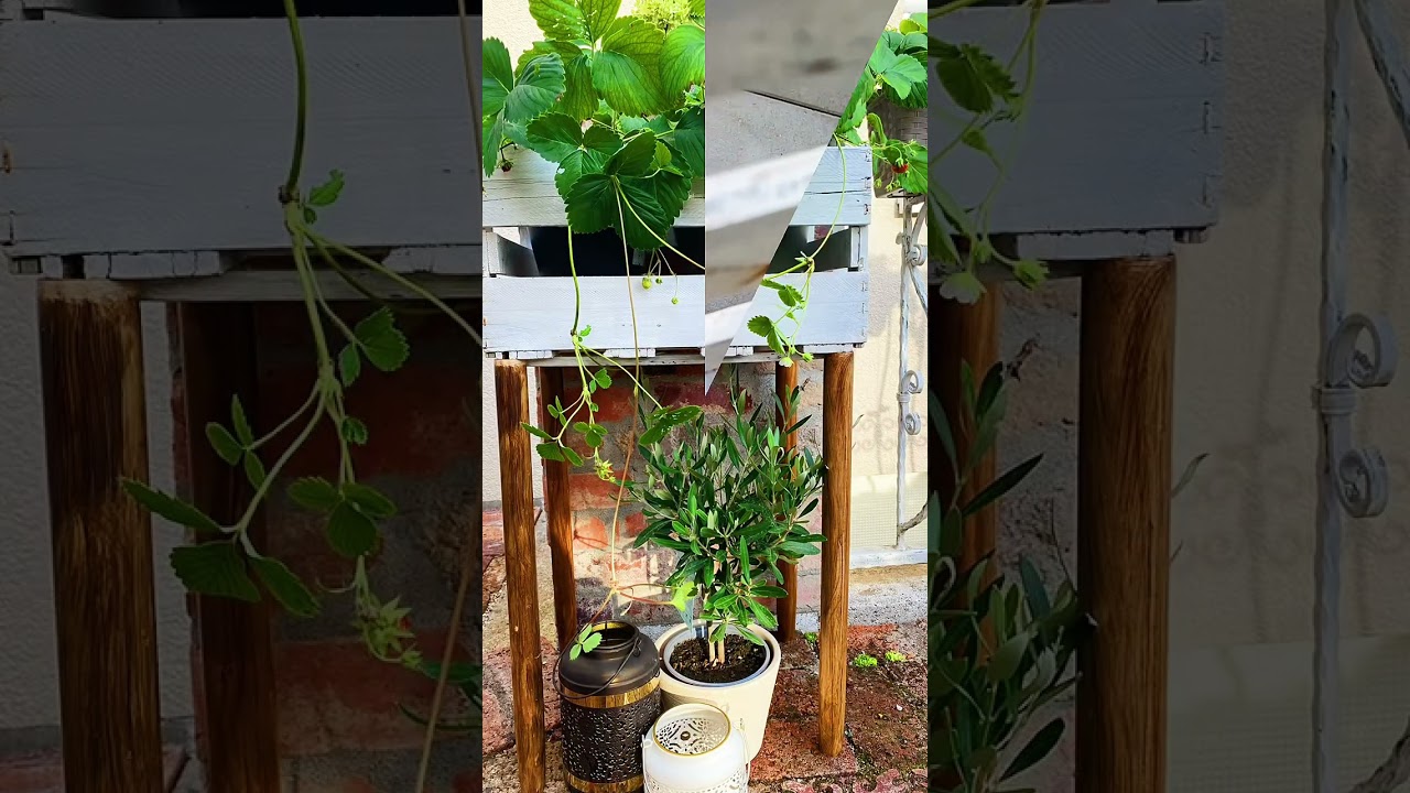 Hochbeet aus alten Weinkisten