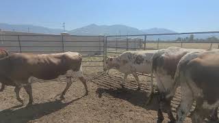 Corriente cows bred to Angus & Charolais bulls.