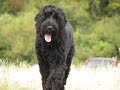 Dimi - Russian Black Terrier - 2 Week Residential Dog Training