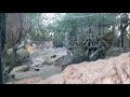 Young Persian leopard finds new home at Israeli zoo