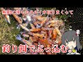 タダで採れるホタルイカでブッコミ釣りしてみちゃ!!
