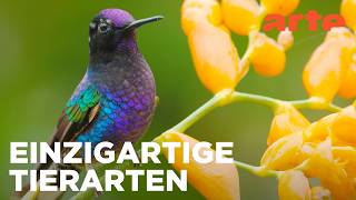 Von den Hochanden zu den Galapagosinseln | Ecuador, Hotspot der Artenvielfalt (2/2) | ARTE Fernweh