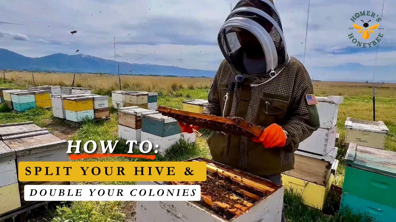 How to Prevent Bee Swarming (Step-by-Step Hive Split Guide) - YouTube