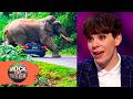 "It's An Elephant F***ING A Car!" | Nigel Ng Goes Too Far 😂 Mock The Week