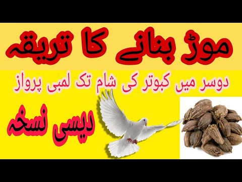 kabootar ka mod موڑ بنانے کا تریقہ.  دیسی نسخہ